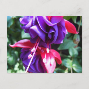 Fuschia Vykort