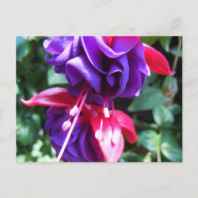 Fuschia Vykort (Framsida)