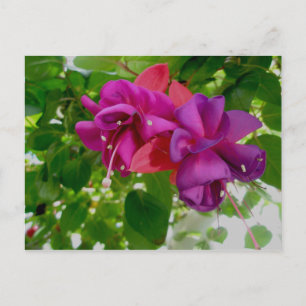 Fuschia-vykort Vykort