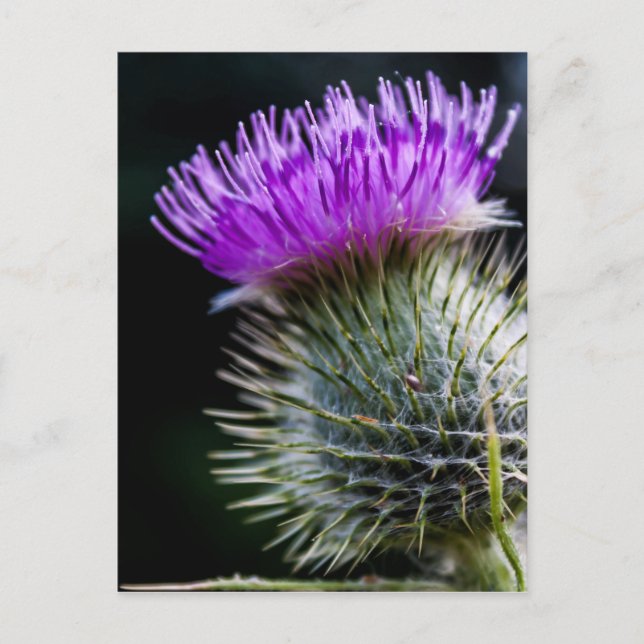 fuska vykort (Framsida)