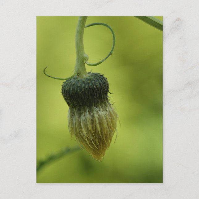 fuska vykort (Framsida)