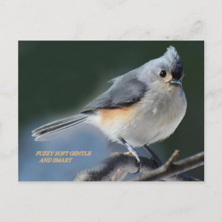 FUZY SOFT GENTLE OCH SMART VYKORT