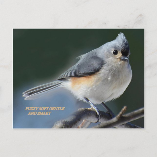 FUZY SOFT GENTLE OCH SMART VYKORT (Framsida)