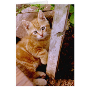 Fuzz pock! hälsningskort