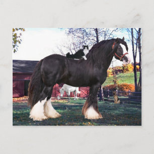 "Fuzzer Rides Records" vykort