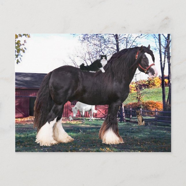 "Fuzzer Rides Records" vykort (Framsida)