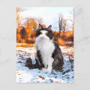 "Fuzzer"-vykort Vykort