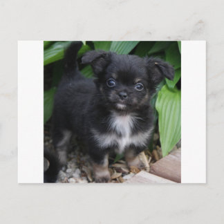 fuzzy1 vykort