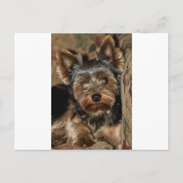 Fuzzy Ansikte Yorkshire Terrier Vykort (Framsida)
