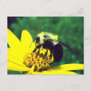 Fuzzy Bumblebee Photo Vykort