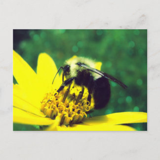 Fuzzy Bumblebee Photo Vykort