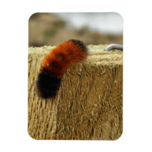 Fuzzy Caterpelare