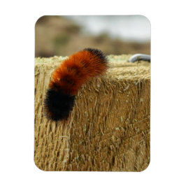 Fuzzy Caterpelare Magnet