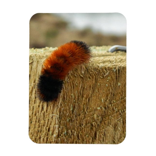 Fuzzy Caterpelare Magnet (Vertikal)