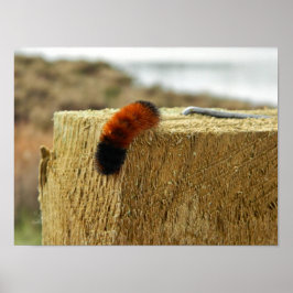 Fuzzy Caterpelare Poster