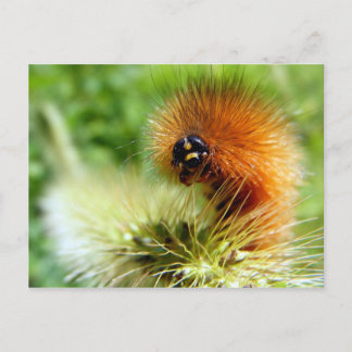 Fuzzy Caterpelare Vykort