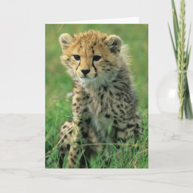 Fuzzy Cheetah Unge Kort (Framsida)