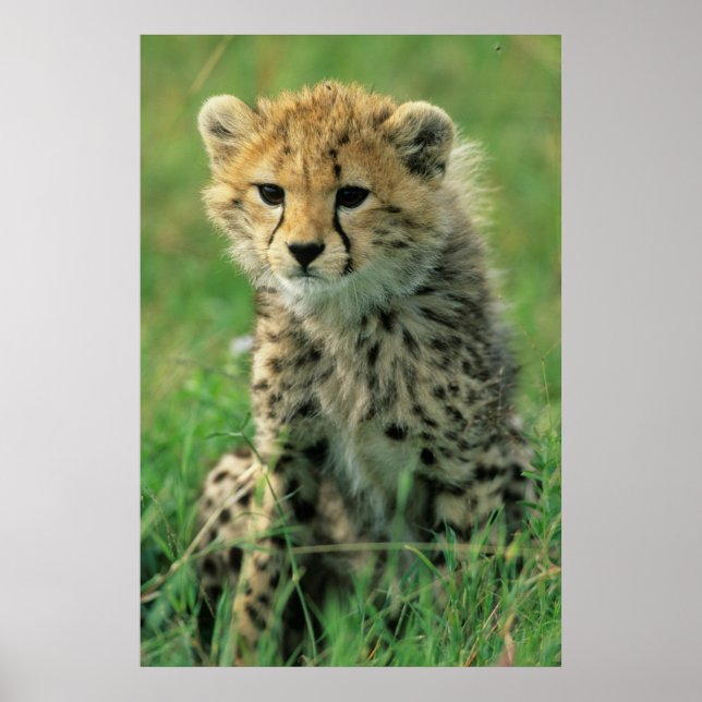 Fuzzy Cheetah Unge Poster (Framsidan)