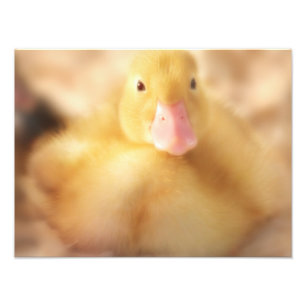 Fuzzy Gult Anka Påsk Baby Duckling Fototryck