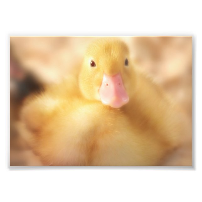 Fuzzy Gult Anka Påsk Baby Duckling Fototryck (Framsidan)