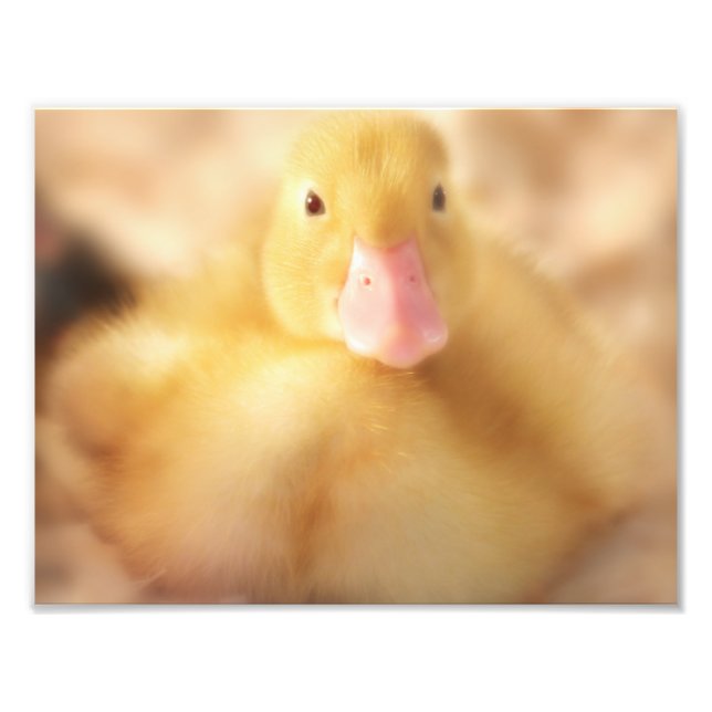 Fuzzy Gult Anka Påsk Baby Duckling Fototryck (Framsidan)