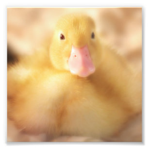 Fuzzy Gult Anka Påsk Baby Duckling Fototryck