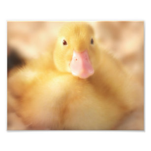 Fuzzy Gult Anka Påsk Baby Duckling Fototryck