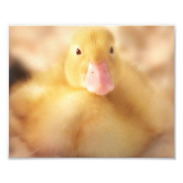 Fuzzy Gult Anka Påsk Baby Duckling Fototryck (Framsidan)