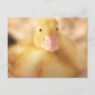 Fuzzy Gult Anka Påsk Baby Duckling Helg Vykort