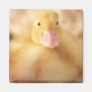 Fuzzy Gult Anka Påsk Baby Duckling Magnet