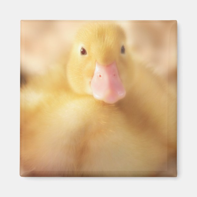 Fuzzy Gult Anka Påsk Baby Duckling Magnet (Framsidan)