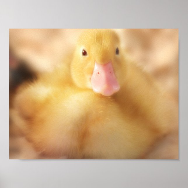 Fuzzy Gult Anka Påsk Baby Duckling Poster (Framsidan)