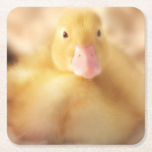 Fuzzy Gult Anka Påsk Baby Duckling Underlägg Papper Kvadrat