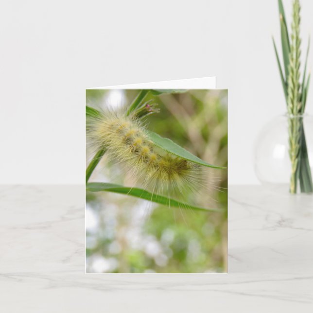 Fuzzy Gult Catercolumn - Blank Greeting Card Kort (Framsida)