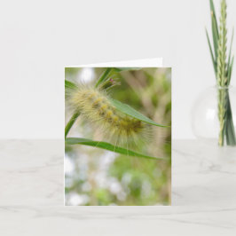 Fuzzy Gult Catercolumn - Blank Greeting Card Kort