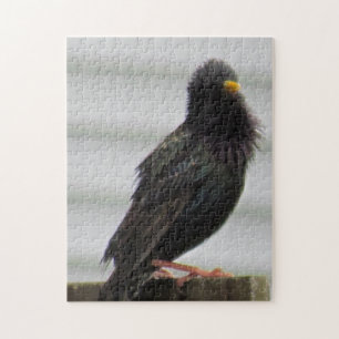 Fuzzy Headed Bird Pussel