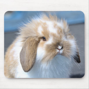 Fuzzy Holland Mini Dwarf Lop Bunny Rabbit Musmatta