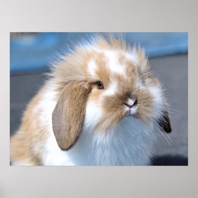 Fuzzy Holland Mini Dwarf Lop Bunny Rabbit Poster (Framsidan)