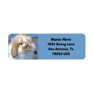 Fuzzy Holland Mini Dwarf Lop Bunny Returadress Etikett