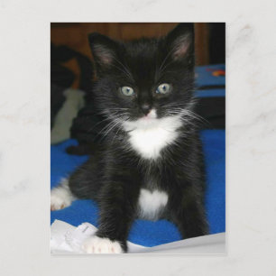 Fuzzy Kitten Card Vykort
