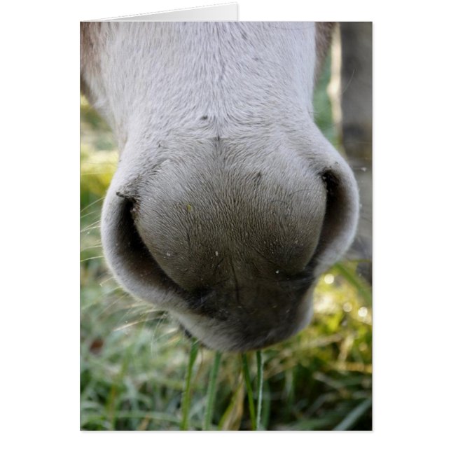 Fuzzy Nose Card Hälsningskort (Framsidan)