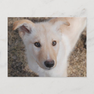 Fuzzy Puppy Vykort