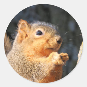 Fuzzy Runt Klistermärke
