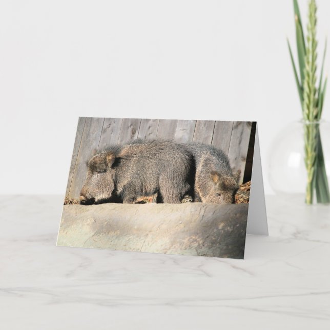 Fuzzy svingies kort (Framsida)