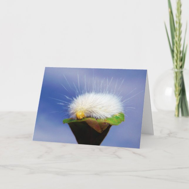 Fuzzy White Caterpelare Kort (Framsida)