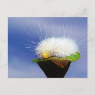 Fuzzy White Caterpelare Vykort