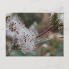 Fuzzy White Dandelion Vykort