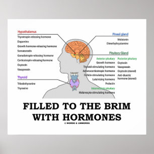 Fylld till Brim med hormoner endokrin Humor Poster