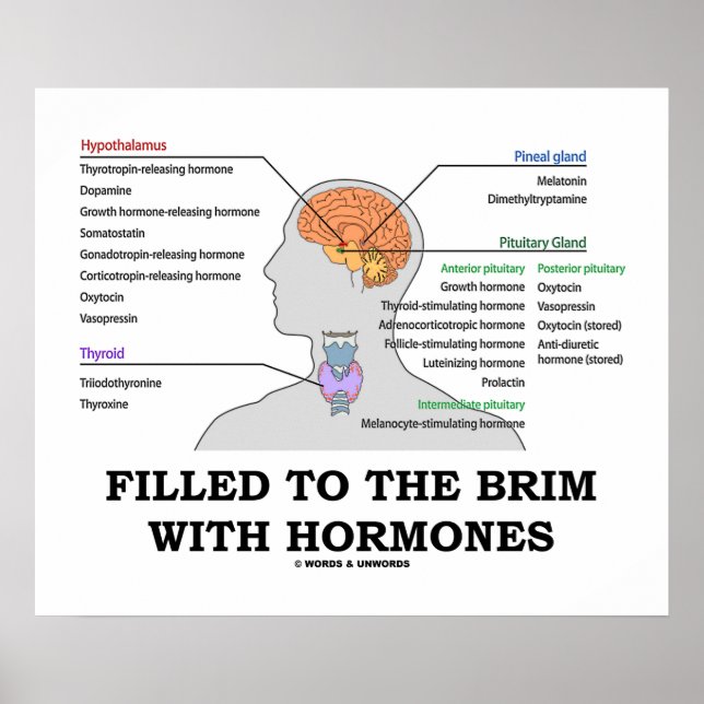 Fylld till Brim med hormoner endokrin Humor Poster (Framsidan)