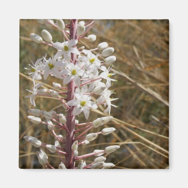 Fyllnadsblommor Magnet (Framsidan)